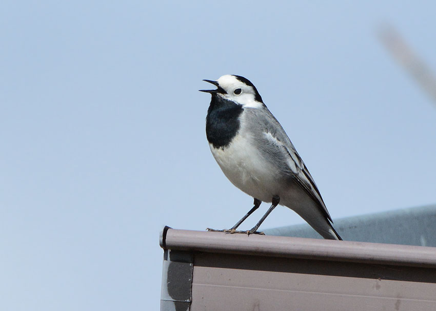 Ballerina bianca, Motacilla alba